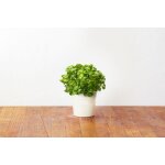Recharge triple de persil pour smart garden - click and grow