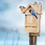 Relaxdays nichoir a oiseaux en bois maison oiseaux a suspendre msanges rouge - gorge pinson