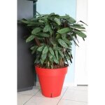 Riviera pot de fleurs loft avec r�serve d'eau - rond - Ø 50 x h 46 cm - rouge