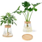 Teppe - lot de 2 stations de propagation de plantes en verre, bouteille pour plantes hydroponiques, jardinire ...