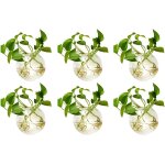 Teppe - 6 pices jardinires en verre a suspendre 10cm de diamtre en verre rond pot - eau planter des ...