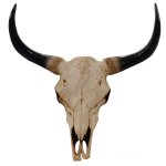 Tête de mort décorative 64cm trophée tête de taureau longhorn polyrésine intérieur / extérieur naturel ... Tête de mort décorative 64cm trophée tête de taureau longhorn polyrésine intérieur / extérieur naturel ...