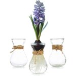 Tianyi - lot de 3 petits vases en verre transparent avec ficelle pour forcer la culture des bulbes de ...