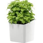 Tianyi - accessoires de cuisine pot a herbes aromatiques - porte plantes mural adhsif pour herbes fraches ...