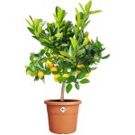 Tianyi - algarve cilindro 35cm - grand pot de fleurs extérieur - jardinières - plastique 100% recyclé ... Tianyi - algarve cilindro 35cm - grand pot de fleurs extérieur - jardinières - plastique 100% recyclé ...