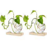 Tianyi - jardinire en verre  suspendre de table pcs de 2 station de propagation vase  bouton de fleur ...