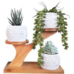 Tianyi - paquet de 3 pots de plantes en cramique succulentes hibou pour bureau  domicile (avec support ...