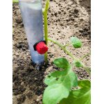 Tuteur goutteur pour plants de tomate. cet astucieux tuteur poss�de une r�serve d'eau qui va irriguer ...