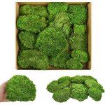 Ulteronixshop - coussin en mousse pr�serv�e pour chignon - vert naturel - kit de bricolage - terrariums ...