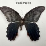 Véritables spécimens de papillon pour la décoration de la maison, figurine d'insecte, production d'auckland, ... Véritables spécimens de papillon pour la décoration de la maison, figurine d'insecte, production d'auckland, ...