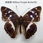 Véritables spécimens de papillon pour la décoration de la maison, figurine d'insecte, production d'auckland, ... Véritables spécimens de papillon pour la décoration de la maison, figurine d'insecte, production d'auckland, ...