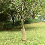 Vidaxl rouleau de jute 0, 5x5 m 100 % jute 200 g / m
