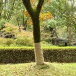 Vidaxl rouleau de jute 1x15 m 100 % jute 200 g / m