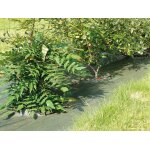 Vilmorin toile de paillage tissée marron - l 1, 05 x l 20 m Vilmorin toile de paillage tissée marron - l 1, 05 x l 20 m