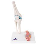 Mod�le anatomique de l'articulation du genou
