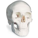 Modle anatomique du crne