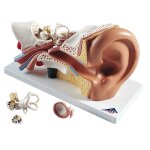 Maquette anatomique 3d de l'oreille humaine