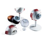 ?il pdagogique - maquette oculaire