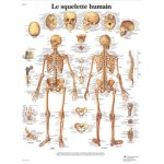 Planche anatomique - squelette humain
