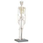 Squelette anatomique articul  taille rduite