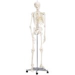 Squelette anatomique articul de taille relle