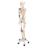 Squelette anatomique articul de taille relle avec ligaments