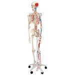 Squelette anatomique articul� de taille r�elle avec muscles