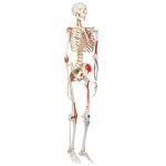 Squelette anatomique suspendu articul de taille relle avec muscles et ligaments