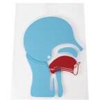 Tte articule pour formation rcp