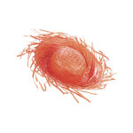 Chapeau hawa orange adulte