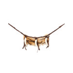 Collier homme des cavernes adulte