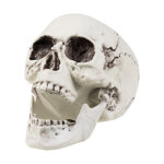 Décoration crâne 24 x 18 cm halloween Décoration crâne 24 x 18 cm halloween