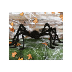 Grande araign�e noire 150 cm