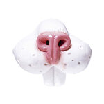Nez lapin adulte