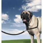 Harnais easy walk / xl / 86 - 117 cm : races géantes Harnais easy walk / xl / 86 - 117 cm : races géantes