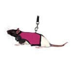 Harnais soft avec laisse pour rat 12 - 18 cm Harnais soft avec laisse pour rat 12 - 18 cm