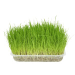 Flamingo herbe � chat friandises pour chat