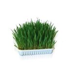 Herbe a chat
