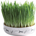 Trixie ecuelle en céramique avec herbe À chat Ø 15 50g Trixie ecuelle en céramique avec herbe À chat Ø 15 50g