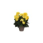 Begonia jaune artificiel �25 x h. 30 cm en pot stan gris �11, 5 cm