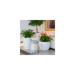 Distributeur d'eau avec programmateur pour 20 pots aqualux system Distributeur d'eau avec programmateur pour 20 pots aqualux system