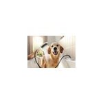 Douchette � main pour chien, 3 jets, blanc, hansgrohe dogshower