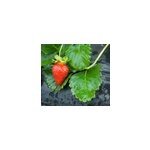 Film de paillage sp�cial fraises jany france noir h. 1, 4 m x l. 5 m x ep. 30 �