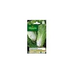 Graines de chicore varit  ; amliore pain de sucre ; vilmorin semis de mai  aot