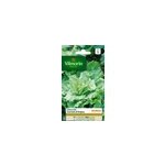 Graines de chicor�e vari�t�  ; cornet d'anjou ; vilmorin semis de juillet � ao�t