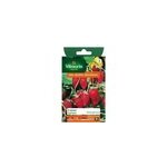 Graines de fraisier 4 saisons suprême Graines de fraisier 4 saisons suprême