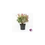 Plante naturel photinia fraseri en pot 7l