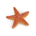 L'univers marin etoile de mer