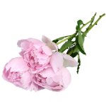 Bouquet de 3 pivoines rose - le bouquet