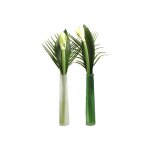 Fleurs amaryllis vase - l'unit�